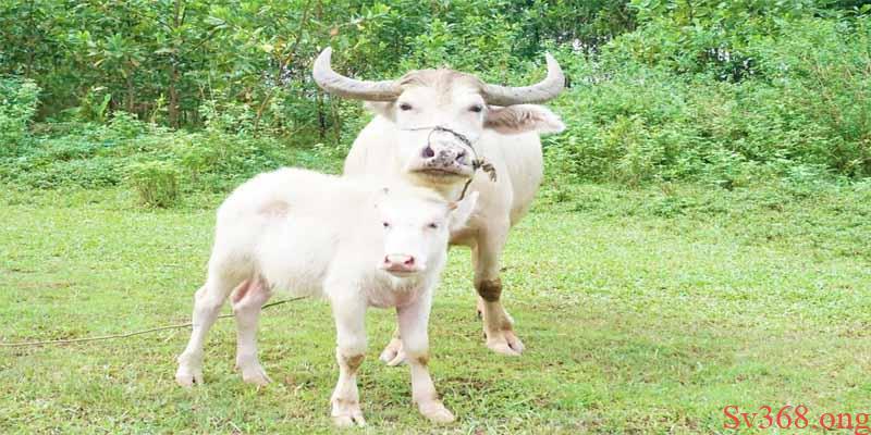 Mơ Thấy Trâu Là Điềm Gì? Con Số Khi Mơ Thấy Trâu? 2 Thấy trâu trắng xuất hiện trong giấc mơ phang nhanh cặp đề 18, 21