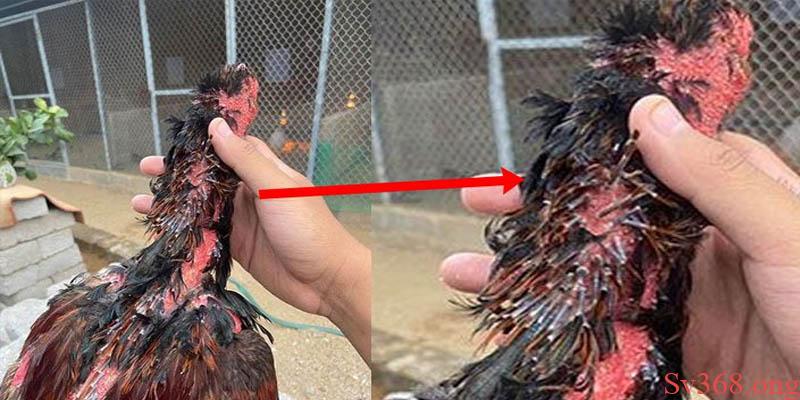 Cách Nhận Biết Gà Thay Lông Và Chế Độ Chăm Sóc Tại Sv368 1 Cách nhận biết gà thay lông