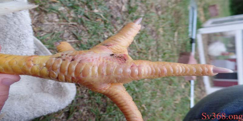 Gà Bị Sưng Khớp Chân Và Những Điều Mà Người Nuôi Cần Biết 1 Bệnh sưng khớp chân ở gà phần lớn do vi khuẩn Mycoplasma Synoviae gây ra