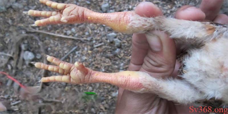 Gà Bị Sưng Khớp Chân Và Những Điều Mà Người Nuôi Cần Biết 3 Bạn có thể áp dụng 4 bài thuốc trên để chữa khớp chân bị sưng cho gà