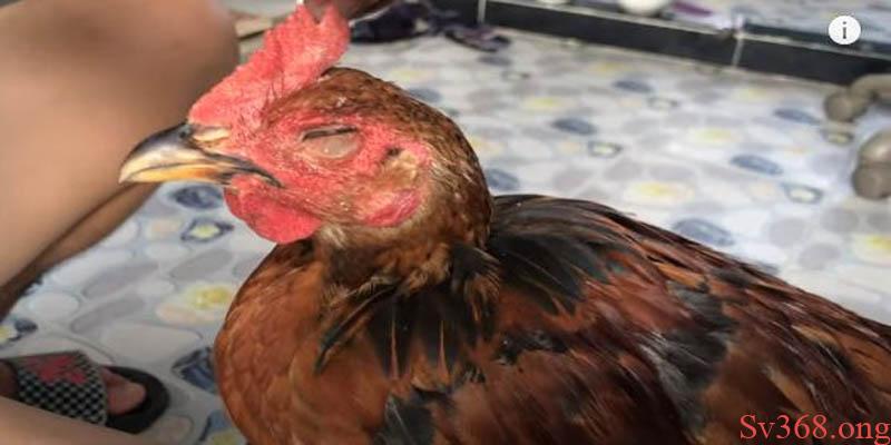 gà nhắm mắt chảy nước mắt Nguyên nhân gây bệnh khiến gà nhắm mắt chảy nước mắt