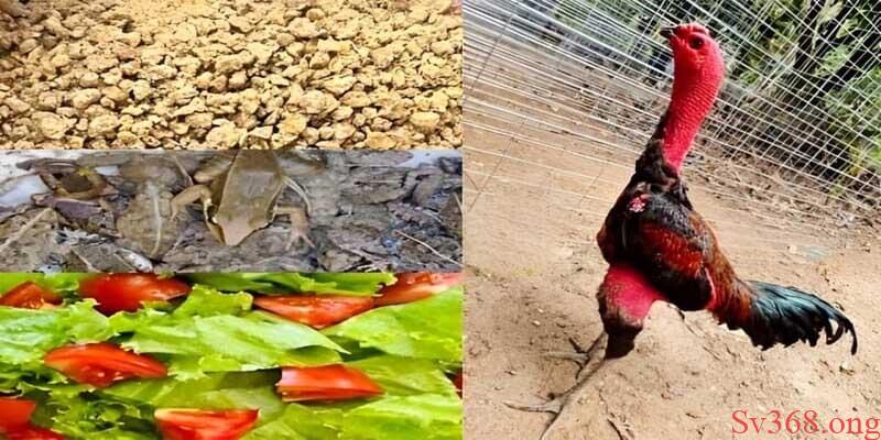 cách làm gà chọi khỏe chân Chế độ ăn phù hợp cho gà chọi