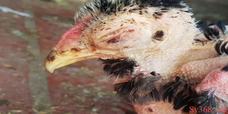 gà bị cóc mắt Điều trị bệnh đậu gà hiệu quả