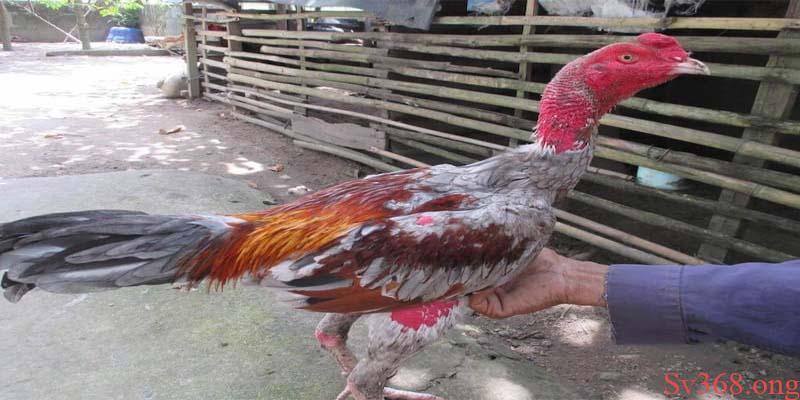 Thời gian cho gà ăn Thời gian cho gà ăn