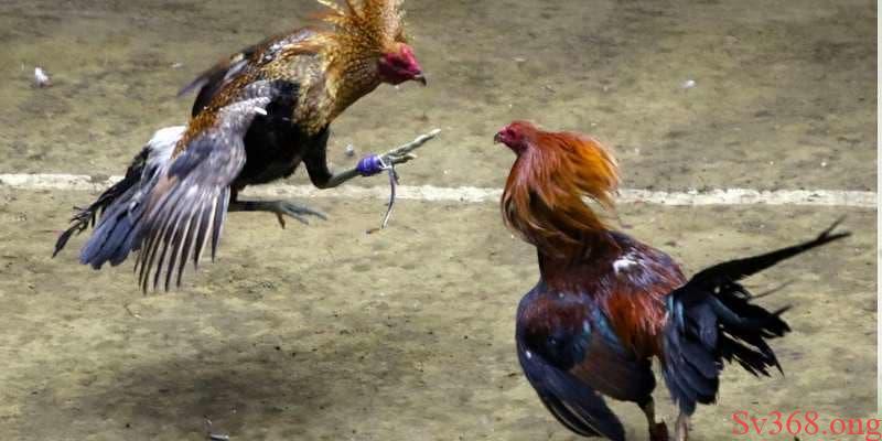 Cách chấp tiền gà chọi Cách chấp tiền gà chọi
