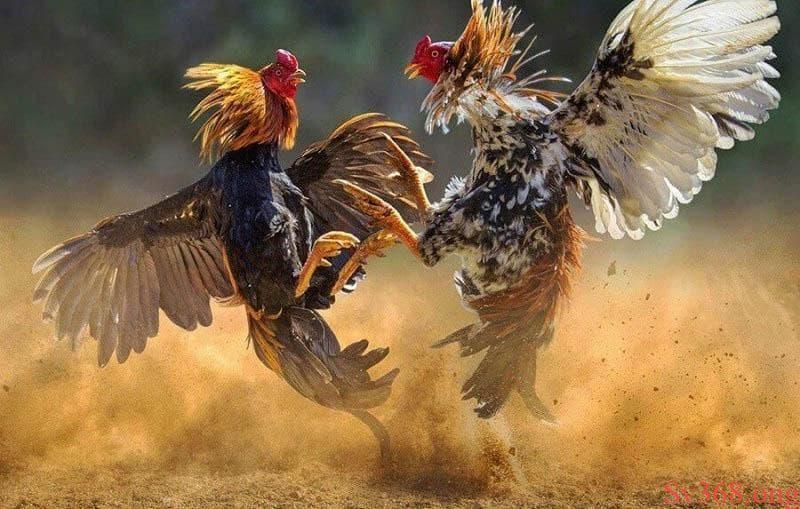 Các hạng đấu phổ biến