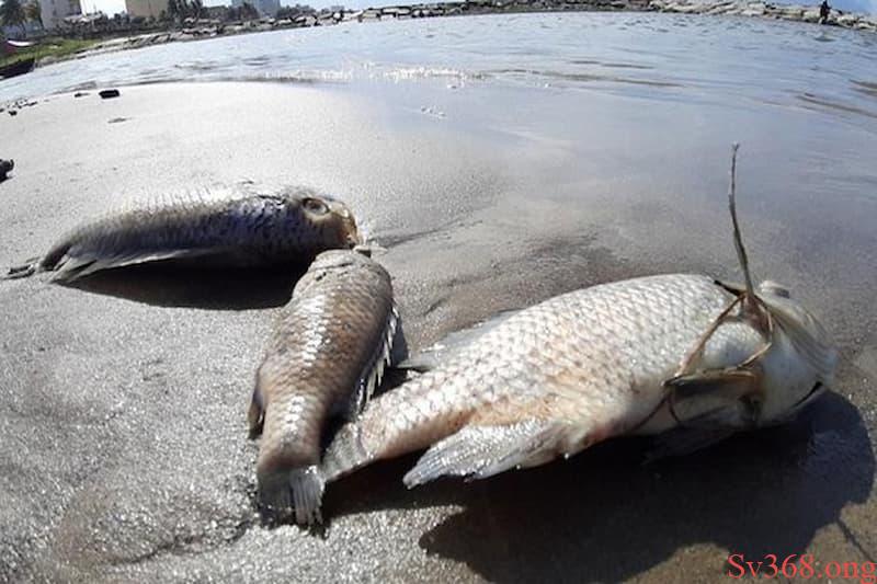 Mơ thấy con cá rô nhảy lên bờ