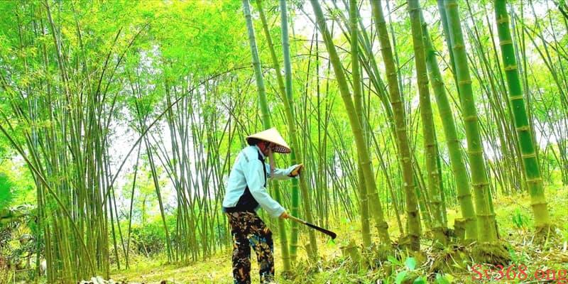 Giấc mơ thấy đang chặt những cây tre