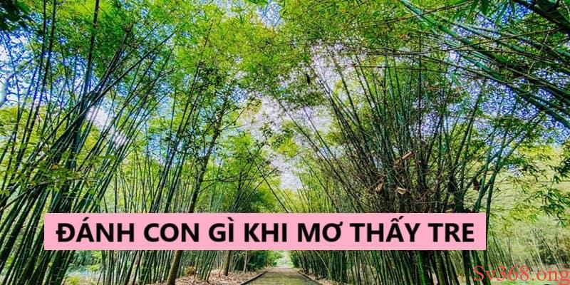 Bật mí con số may mắn khi ngủ mơ thấy cây tre 