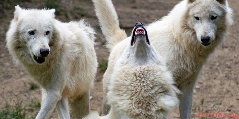 Mơ thấy chó sói 