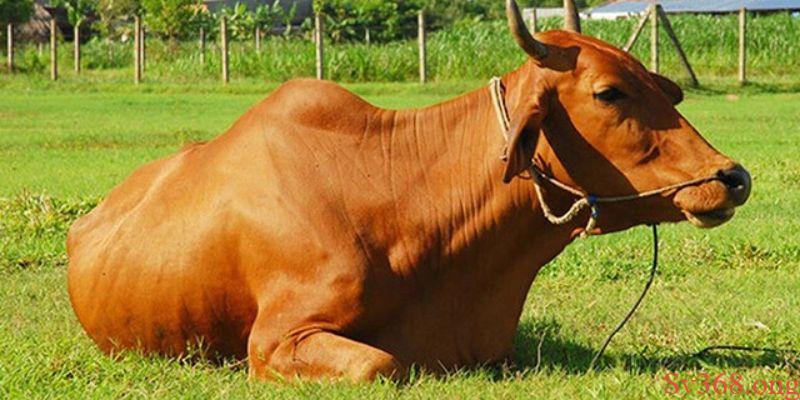 Mơ thấy bò thì nên đánh số mấy cho may mắn?