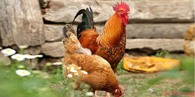 mơ thấy con gà Vậy việc mơ thấy con gà là điềm tốt hay xấu?