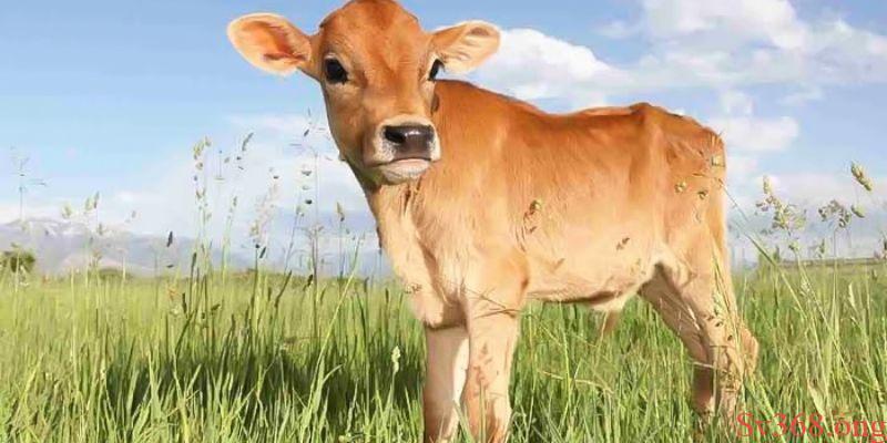 Nằm mơ thấy bò 