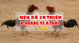 Trực tiếp Đá Gà 30 Triệu: A Hoàng vs A Thái - Kèo Cược Hấp Dẫn Nhất Hôm Nay