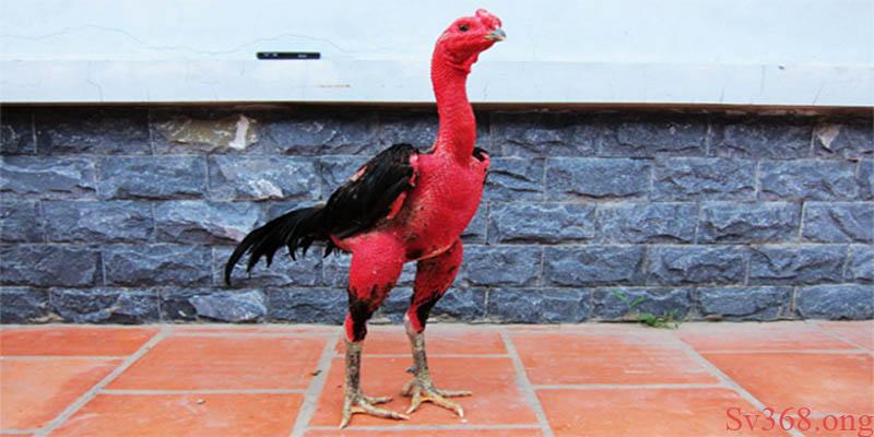 Cách vần gà tơ ở vụ lông