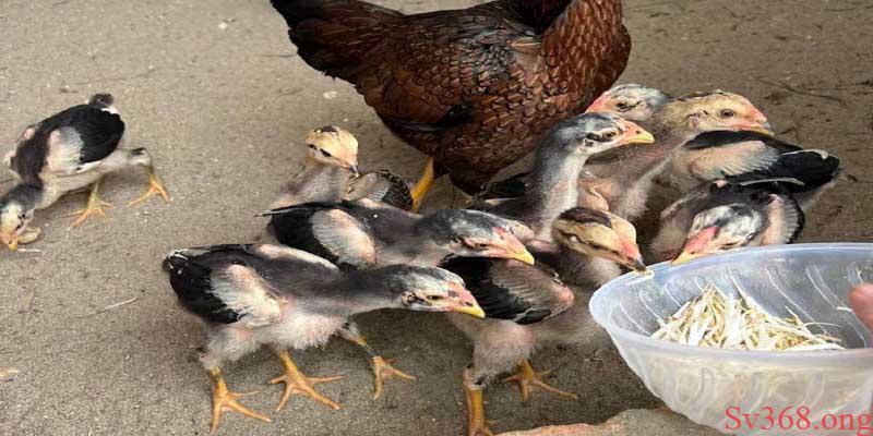 Sv368 - Mẹo Cách Nuôi Gà Chọi Cho Người Mới Chọi Hiệu Quả 1 Tùy mỗi giai đoạn sẽ có cách ăn khác nhau