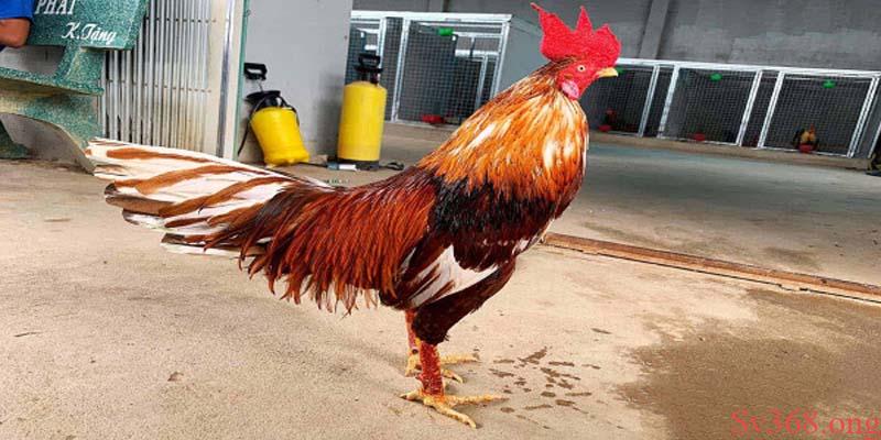 Bật Mí Cách Nuôi Gà Chọi C1 Đỉnh Cao Từ Sư Kê Lão Làng Sv368 10 Cách nuôi gà chọi C1 đỉnh cao nhất