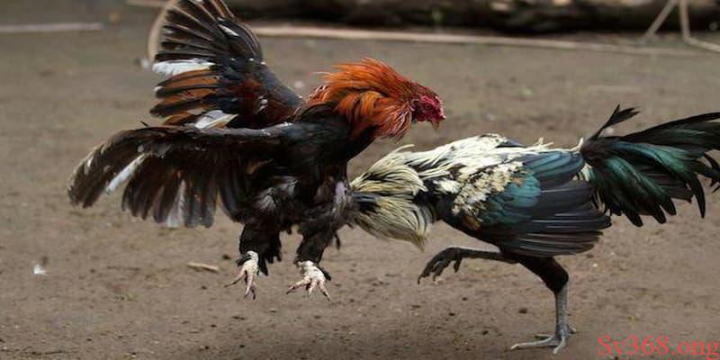 Tham Khảo Luật Chấp Gà Cựa Sắt Tại Sv368 Cho Thành Viên Mới 5 Một số lưu ý cần nắm trong luật đá gà
