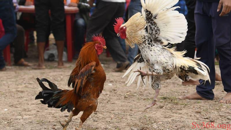 Chia Sẻ Luật Đá Gà Miền Bắc Chi Tiết Mà Dễ Hiểu Cho Chơi 2 Luật đá gà miền Bắc là gì?