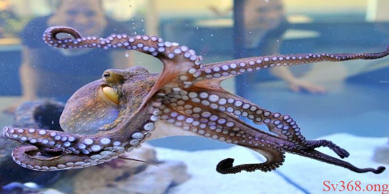 Mơ Thấy Bạch Tuộc - Giải Mã Giấc Mơ Chính Xác Nhất 2025 3 mơ thấy bạch tuộc