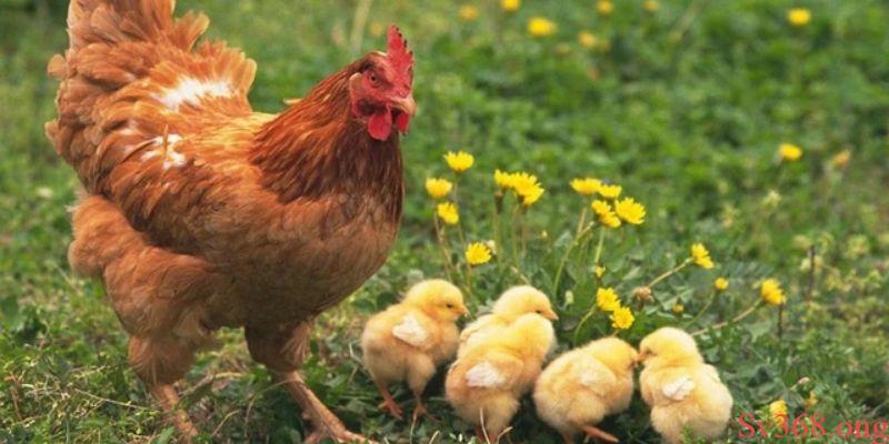 Mơ Thấy Con Gà - Luận Giải Nhanh Về Điềm Báo Giấc Mơ SV368 6 Những con gà thường mang hàm ý gì trong văn hóa Việt Nam?