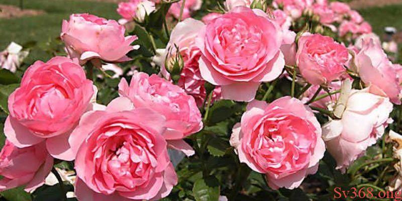 Mơ Thấy Hoa Hồng Là Điềm Xấu Hay Dữ? Giải Mã Cùng Sv368 5 Mơ thấy hoa hồng