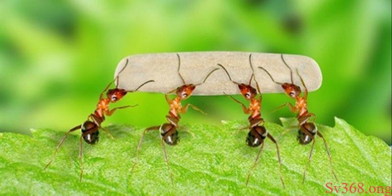 Mơ Thấy Kiến - Giải Mã Điềm Báo Và Con Số May Mắn Tại Sv368 1 mơ thấy kiến