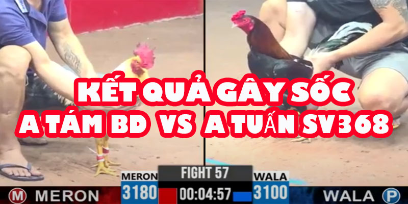 Chuyện Gì Đã Xảy Ra? Vì Sao Gà A Tám Bình Dương Lại "Tự Chết Như Bấm Chip"? 8 Chuyện Gì Đã Xảy Ra? Vì Sao Gà A Tám Bình Dương Lại "Tự Chết Như Bấm Chip"?