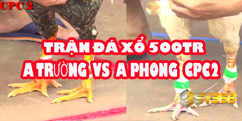 Trận Đá Gà xổ 500 Triệu: Anh Trường vs Anh Phong Tiền Giang (Bồ C2) 3 Trận Đá Gà xổ 500 Triệu: Anh Trường vs Anh Phong Tiền Giang (Bồ C2)