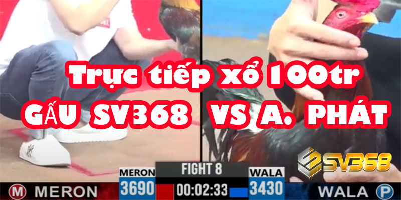 Trực tiếp Đá Gà 100 Triệu: A Gấu SV368 vs A Phát 6 Trực tiếp Đá Gà 100 Triệu: A Gấu SV368 vs A Phát