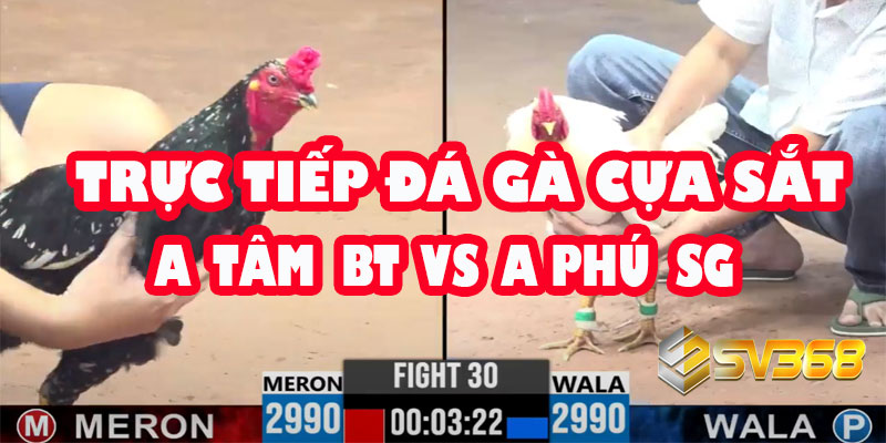 Trực tiếp Đá Gà Cựa Sắt: A Tâm Bến Tre vs A Phú Sài Gòn - Kèo Đồng Xổ 20 7 Trực tiếp Đá Gà Cựa Sắt: A Tâm Bến Tre vs A Phú Sài Gòn - Kèo Đồng Xổ 20